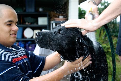 Dog taking a bath, fleas