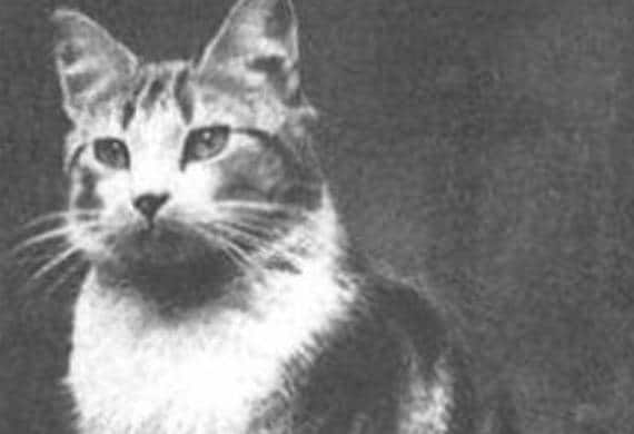 Five Famous Cats  of War  PetMD