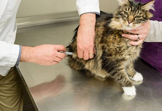 The Five Vaccines Your Cat Needs the Most petMD