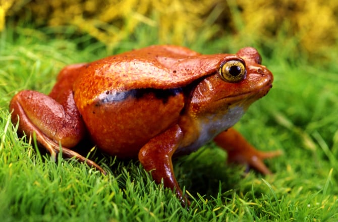 Best Frogs for First Time Frog Owners | PetMD