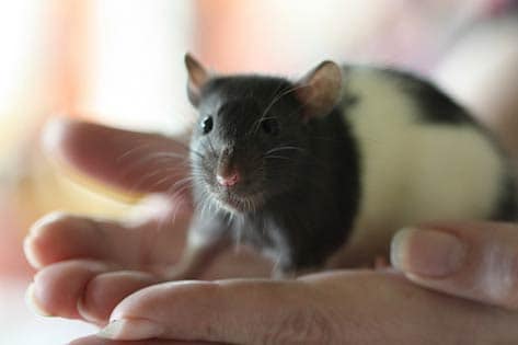 Pet rat in hand