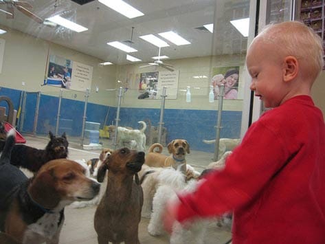 Baby at a doggie day care, dog daycare