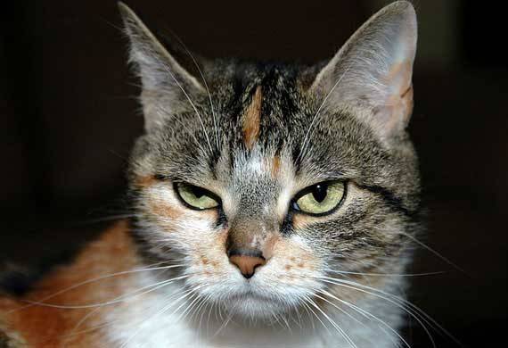 7. Crankiness and Irritability