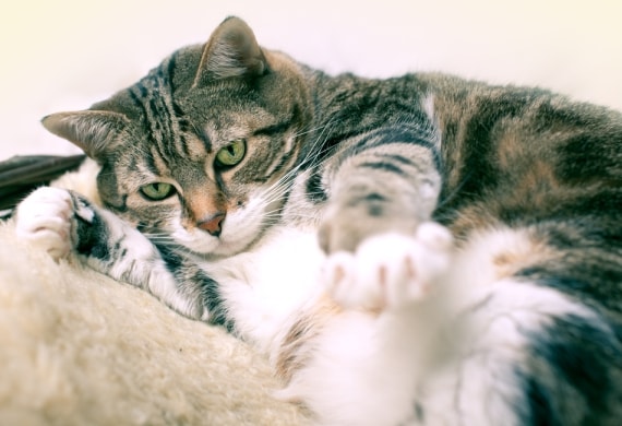 Ten Tips for Keeping Your Cat in Shape | PetMD