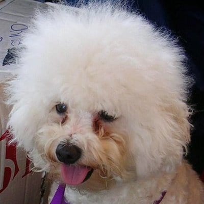 bichon frise tear stains