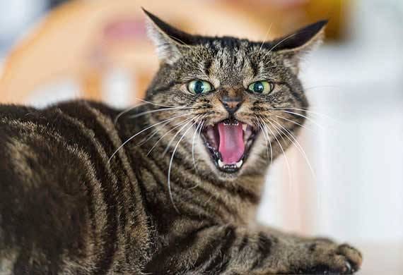 8. Unprovoked Aggression