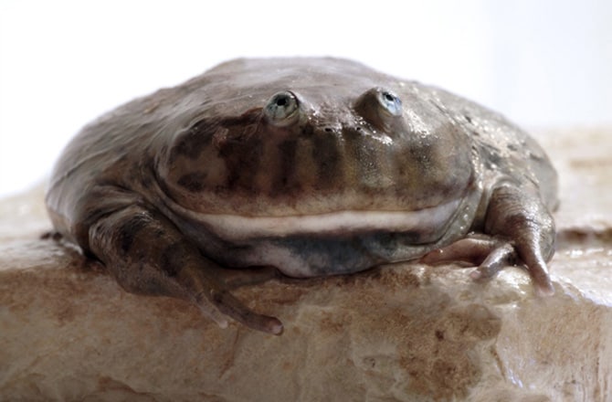 Best Frogs for First Time Frog Owners | PetMD