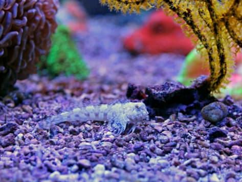 Blenny fish care new arrivals