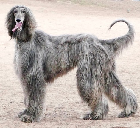 Afghan Hound Dog Breed for Cat People