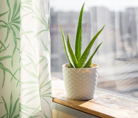 11 Unique Indoor Plants To Turn A House