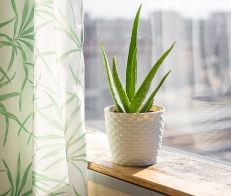 Aloe Vera Succulent Plant