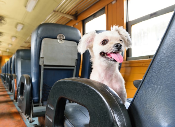 amtrak service animal