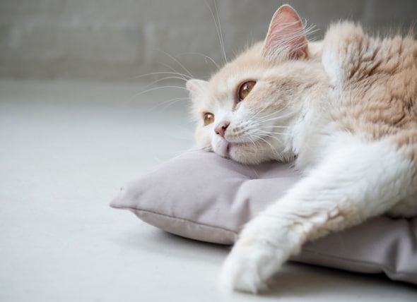 Different Types Of Anemia In Cats Explained Petmd