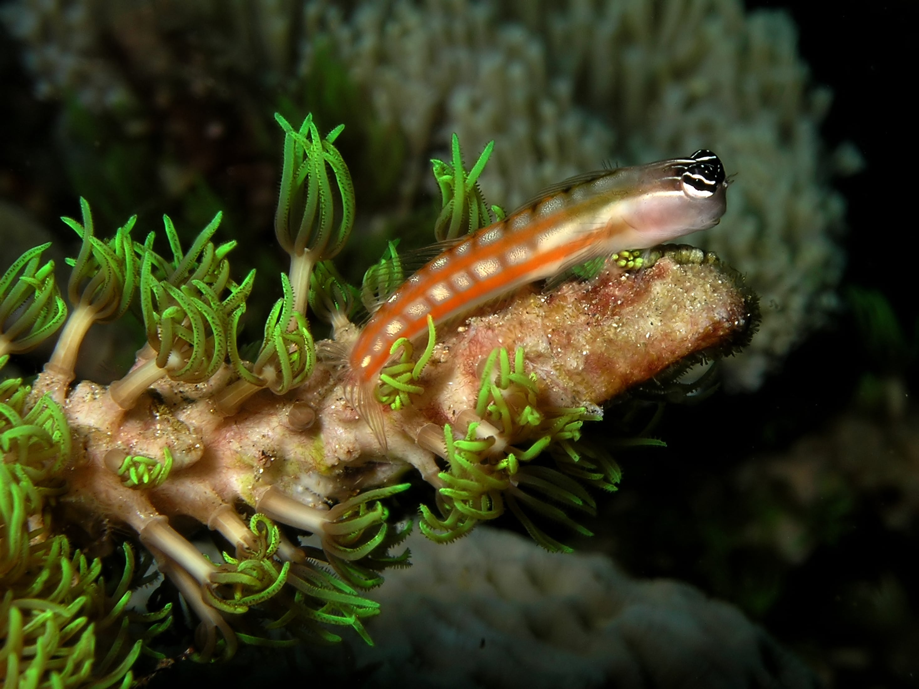 Blenny shop fish care