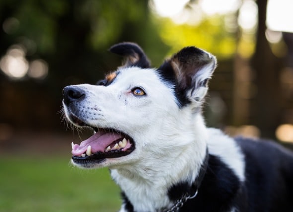 best flea treatment for dogs with seizures