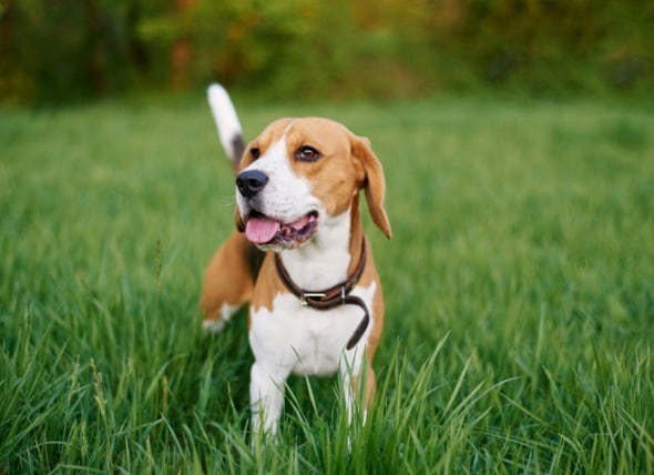 do dogs eat grass when their stomach is upset