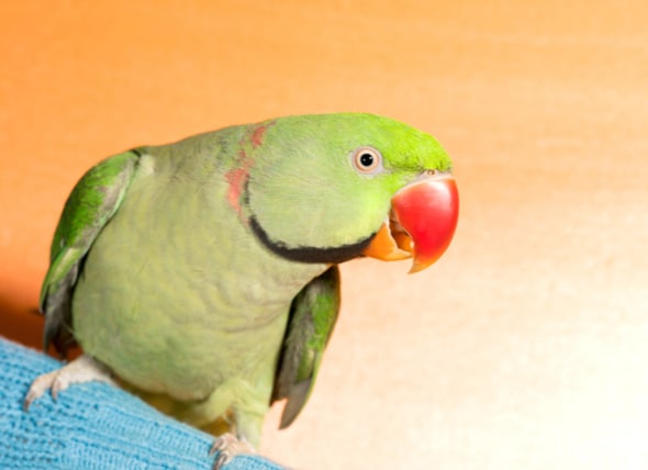 Broken And Injured Beak In Birds