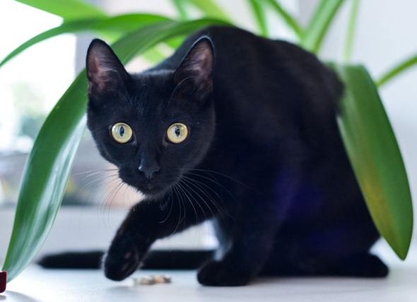 10 Hair Raising Facts About Black Cats Petmd