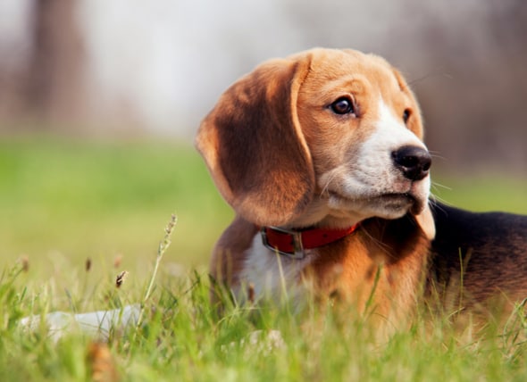 Dog Pooping Blood? Here's Why and What to Do | PetMD