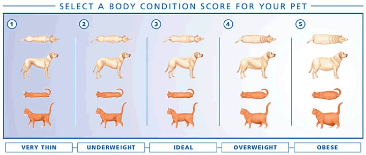 BodyConditionScore3.png