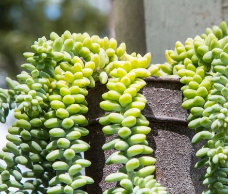 Burro's Tail Succulent