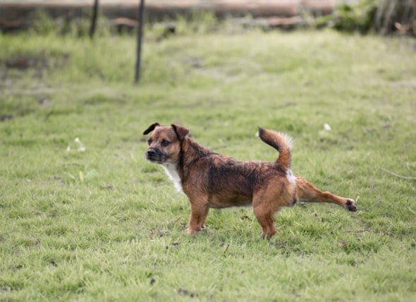 Why do dogs kick grass after pooping