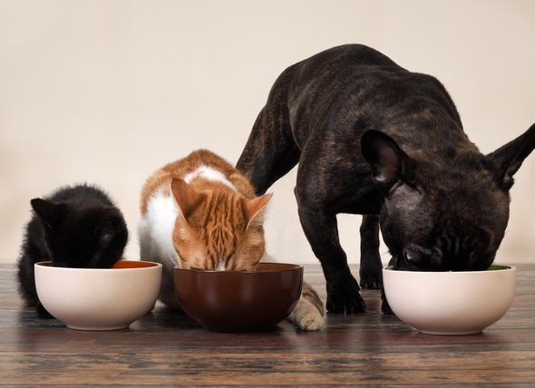 can dogs eat cat wet food