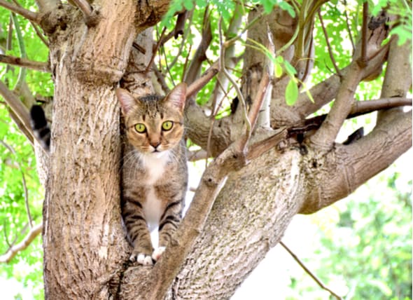 cat in tree