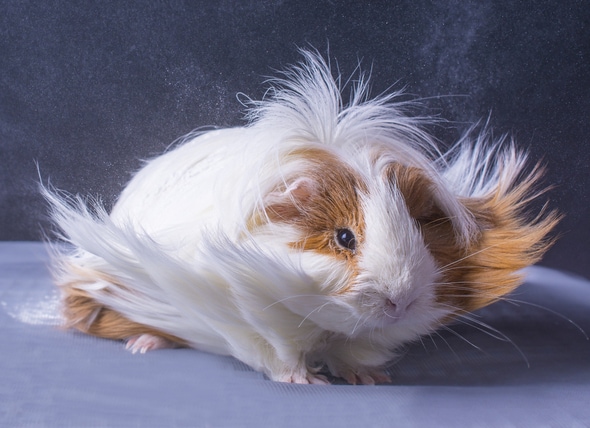 Long Haired Baby Guinea Pig