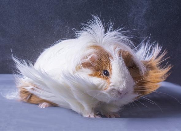 curly haired guinea pig