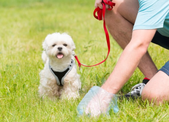environmentally friendly dog poop disposal