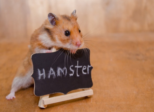 Hamster Care 101: How to Care For Your 