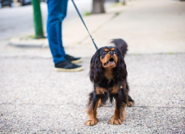 training a leash reactive dog