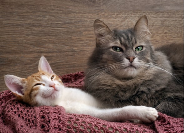 how to get an old cat to like a new kitten