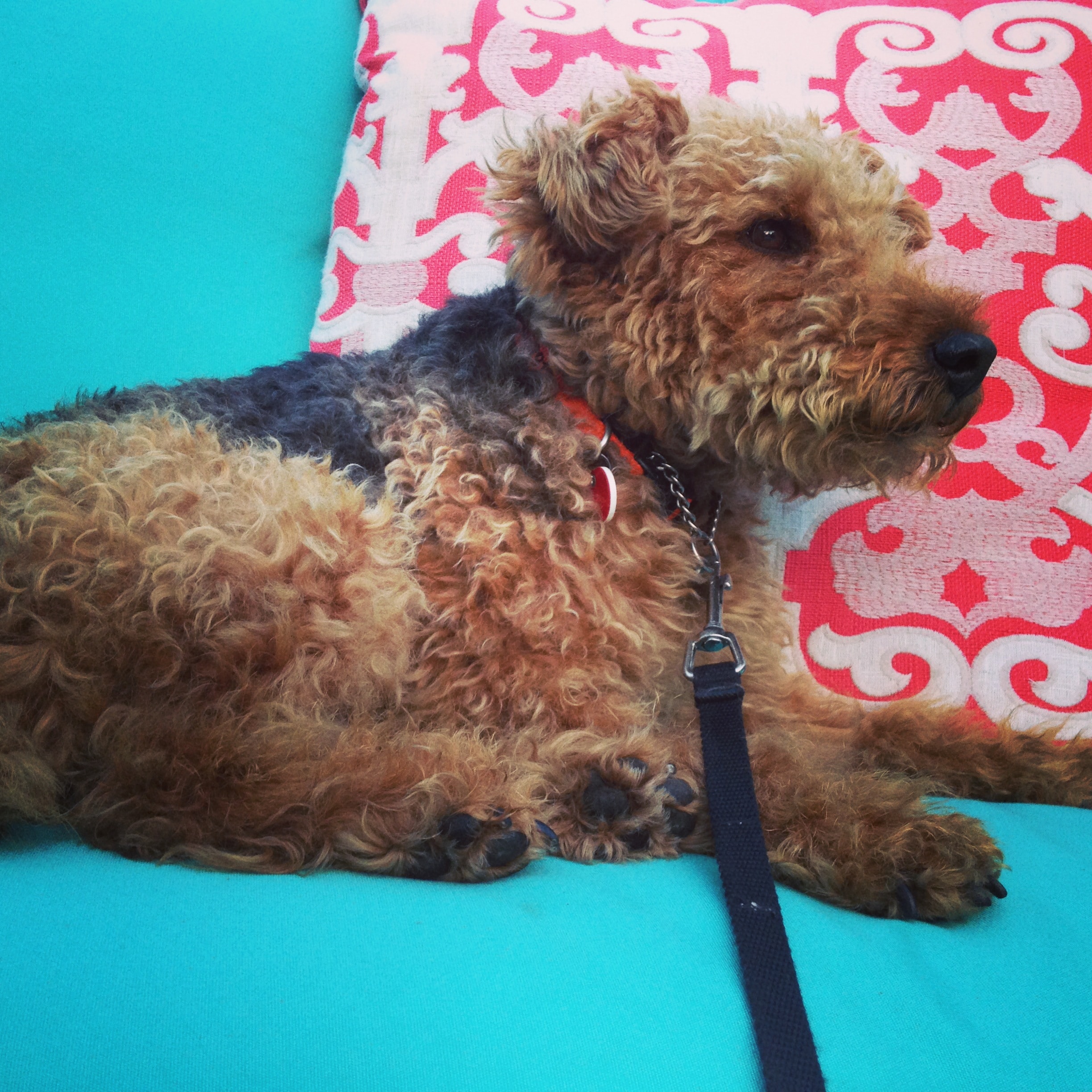dog cancer, dog acupuncture