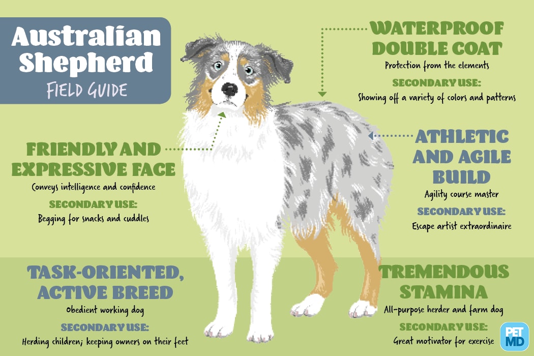 Australian Shepherd Field Guide Petmd, What Kind Of Coat Does An Australian Shepherd Have