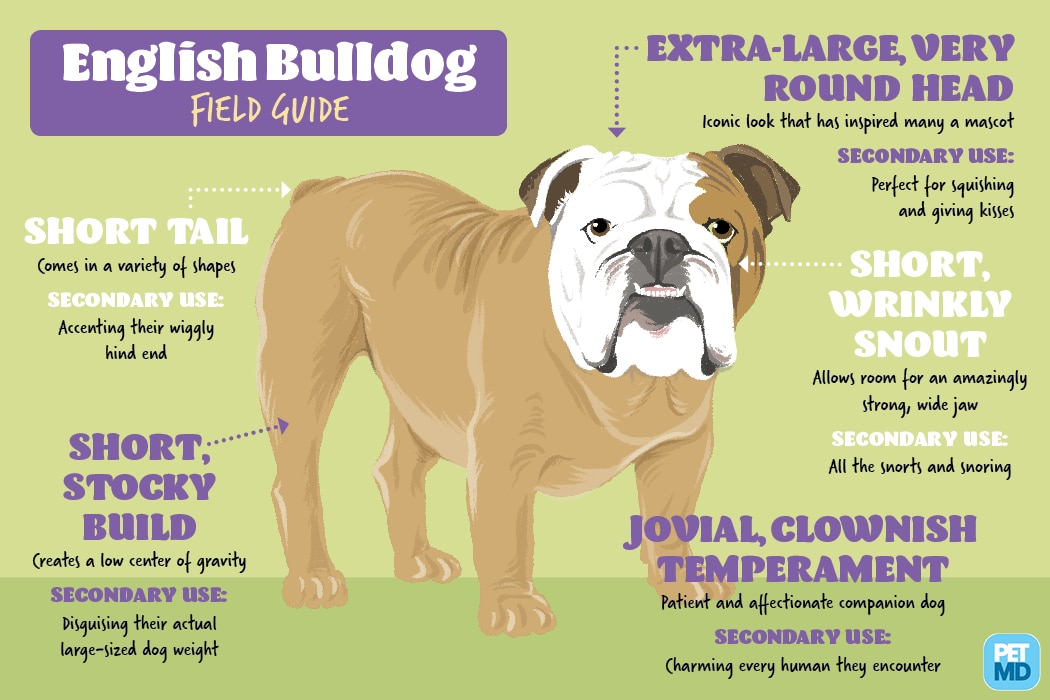 English Bulldog Field Guide | PetMD