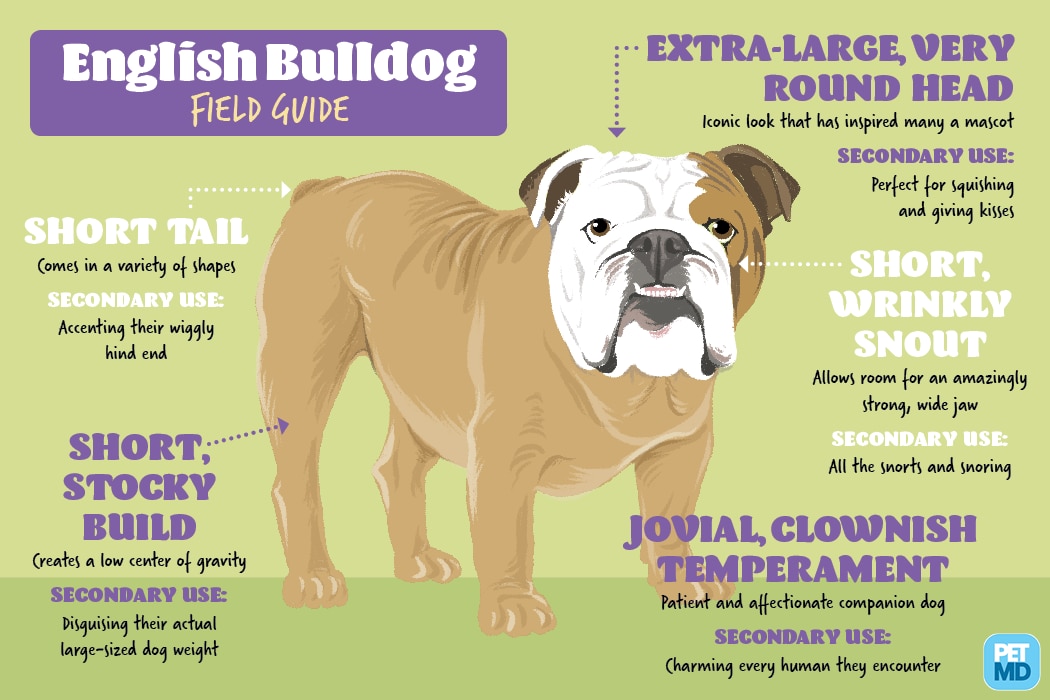 English Bulldog Size And Weight Chart
