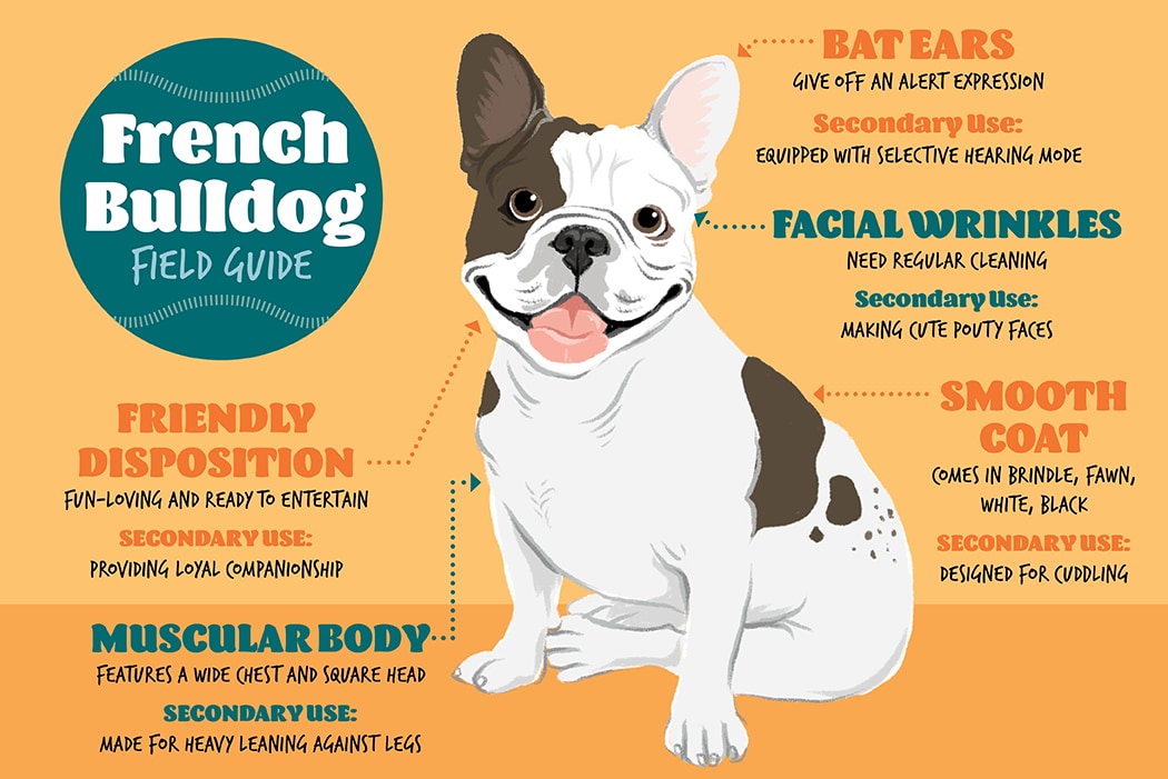 French Bulldog Growth Chart