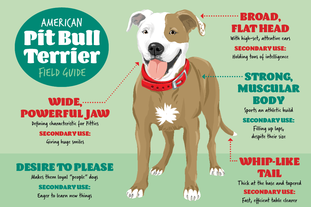 American Pitbull Terrier Feeding Chart