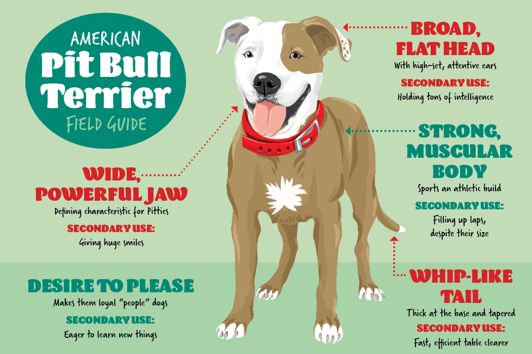 Pitbull Puppy Weight Chart