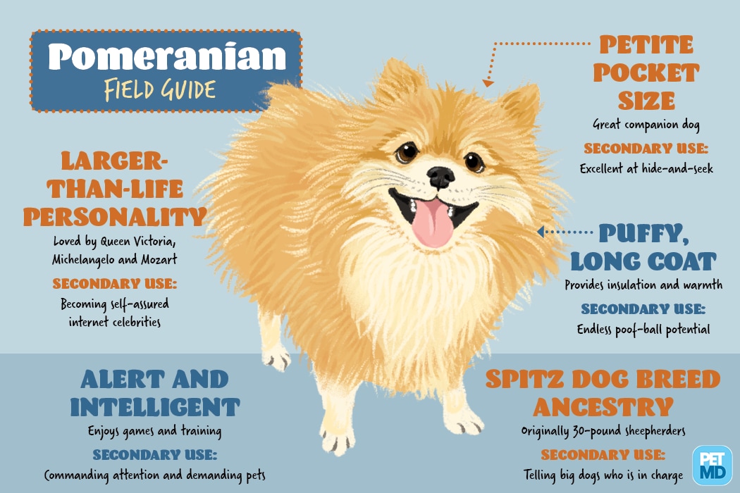 Pomeranian Field Guide | PetMD
