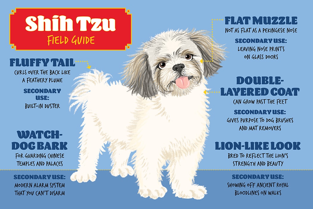 Shih Tzu Dog Breed Field Guide | PetMD