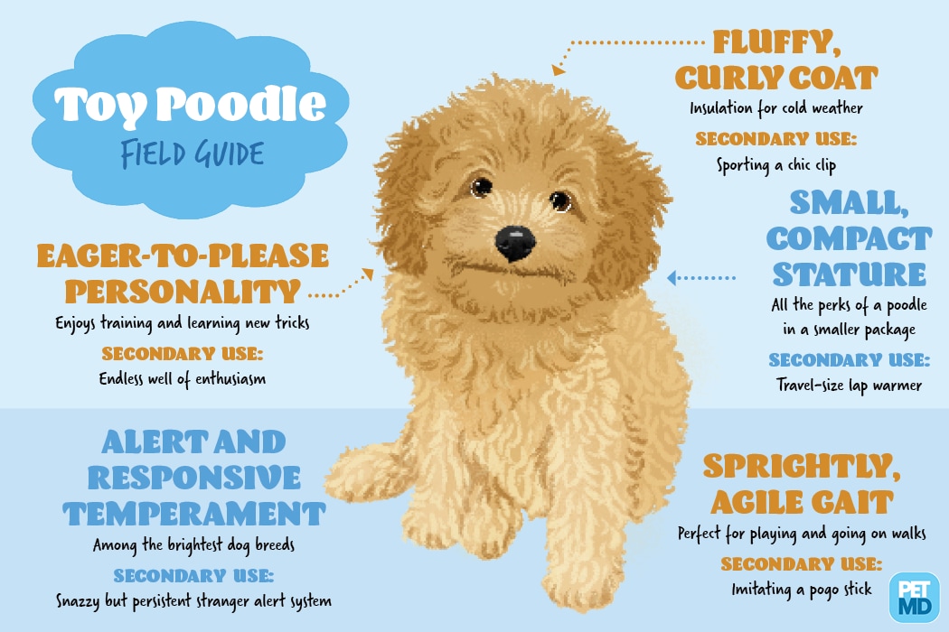 height of a toy poodle