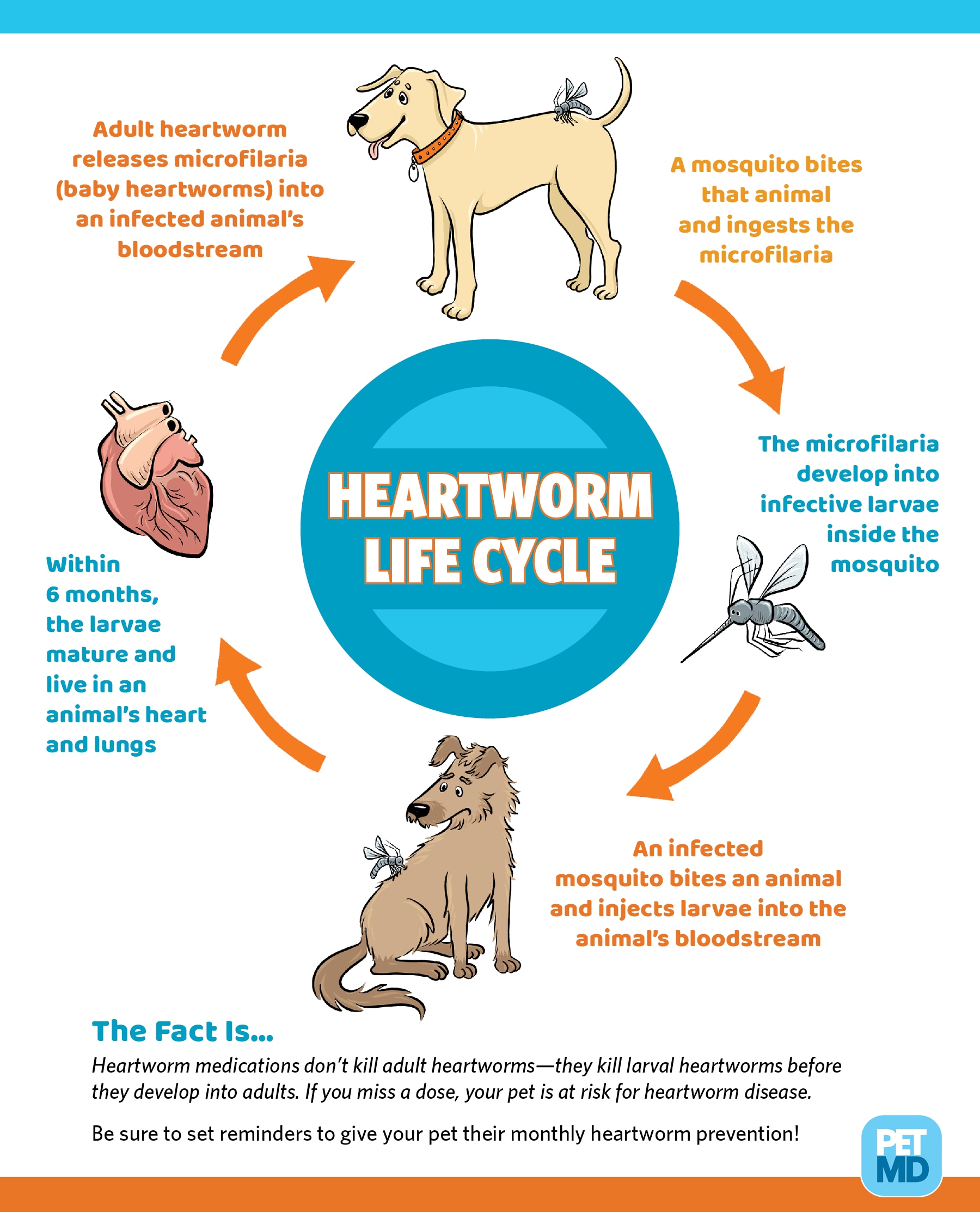 Heartworm Life Cycle Petmd