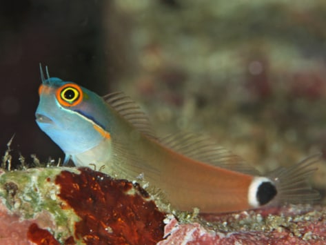 Blenny shop fish care