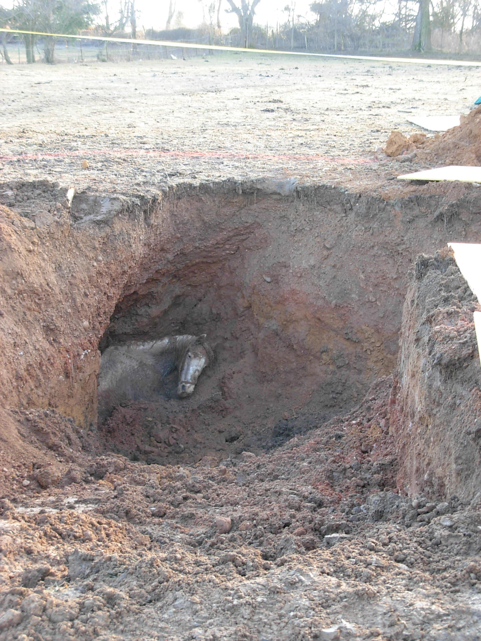 horse in sinkhole, horse rescue, save horse life
