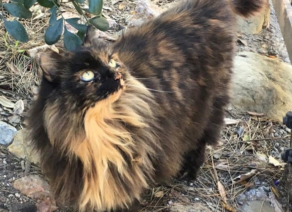 feral cats of disneyland