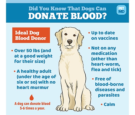 Dog Blood Donor