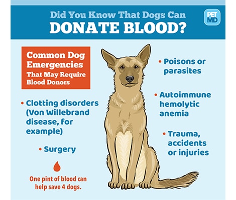 Dog Blood Transfusion